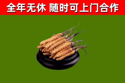 唐山回收散虫草