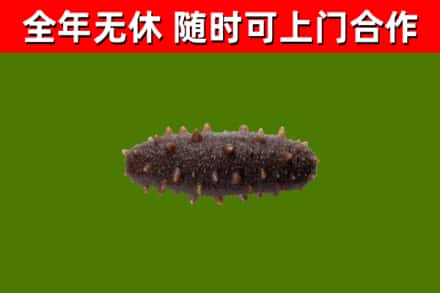 唐山回收海参干